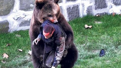 Bear Attacks & Interactions CAUGHT ON CAMERA!