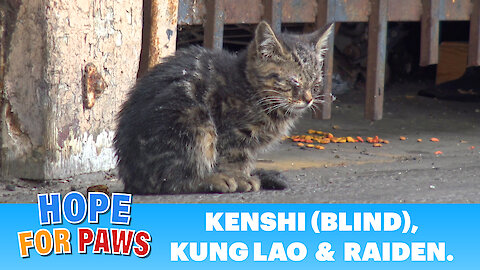 Long edition + surgery: Blind kitten sits in a parking lot and wonders how will she survive in this world..