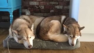 ‘Husky Choir’ Humorously Welcomes Owner Home