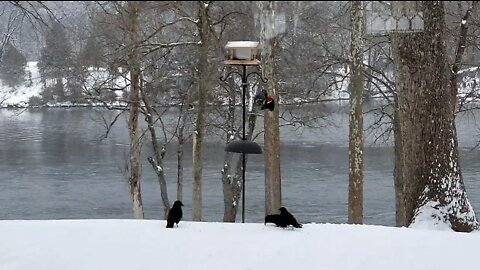 Pete and the crows