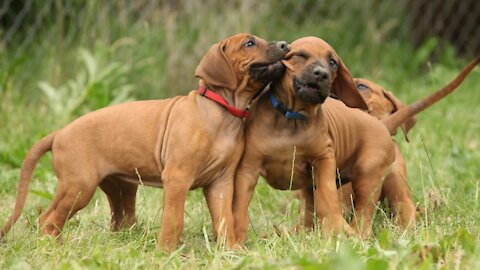 Two Dogs Play Fighting (Playing Rough)