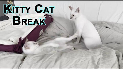Kitty Cat Break: Sal and Veeya Play Fighting, Our Lilac Lynx Balinese Kittens Wrestling [ASMR]