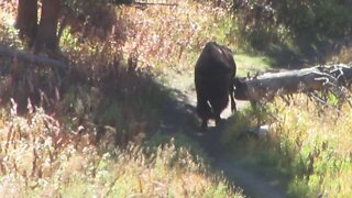 Bison approaching in Yellowstone National Park