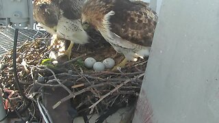RUBY CAM: Ruby is Back with Three Eggs