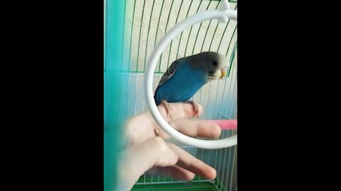 My little parrot ❤