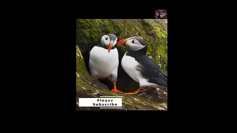 The Atlantic Puffin Facts #shorts #interestingfacts #animals #birds