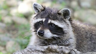 Raccoon tests positive for rabies in Palm Beach County, health officials say