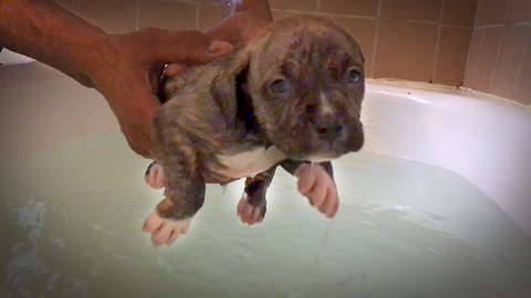 Sweet Little Pitbull Learns To Swim In Bathtub
