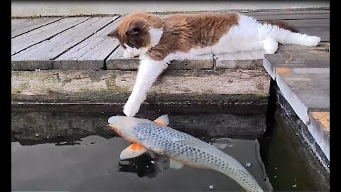 Cute Cat Kissing and Playing With Fishies