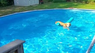 Clever dog learns how to use pool noodle swimming aid