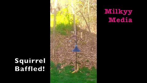 Squirrel at Feeder | Baffled | Song Birds | That food is for Birds ONLY | Milkyy-Media