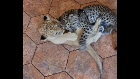 Lion cub playing happily with this cute jaguar cub.