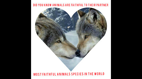 The most faithful,romantic funny animal,species in the world