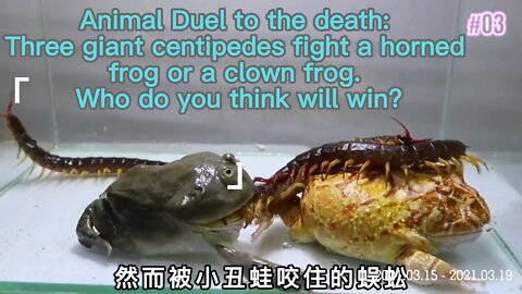 Animal Duel to the death: Three giant centipedes fight a horned frog or a clown frog.