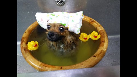 Dog is living his best life at the puppy spa