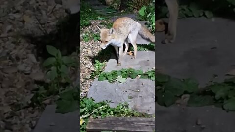 🦊Urban #fox Ajax tries some vegan cheddar cheese