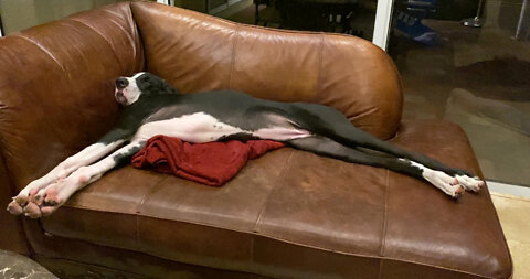 Great Dane puppy loves to snooze on the couch