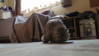 Persian Cat Howls In Delight While Eating Tasty Treat