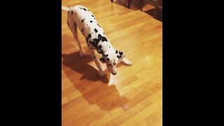 It looks like this Dalmatian has been hanging out with the cats too much