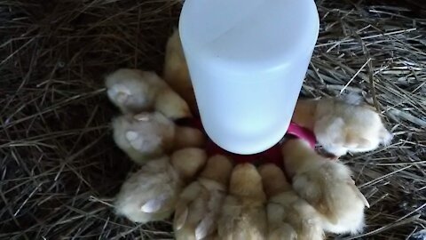 Raising Baby Chicks Off Grid