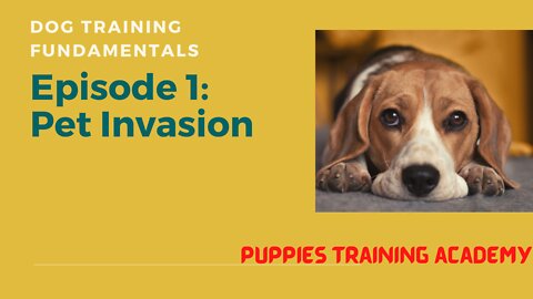 dog training fundamentals