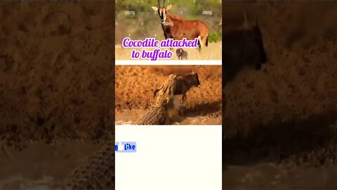 Cocodile attacked to buffalo 🦬 part 3 ||