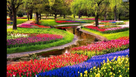 KEUKENHOF le plus beau parc floral d'Europe