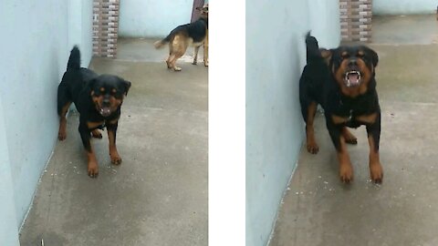 Rottweiler Angry On Owner