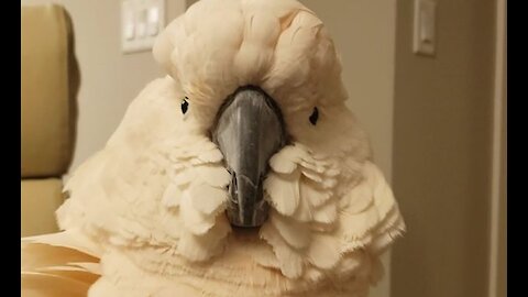 Moluccan Cockatoo performs unique Flamenco inspired dance