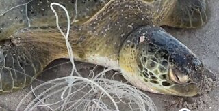 Fishing line strangles green sea turtle