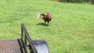 Loyal turkey follows owner everywhere he goes