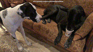 Spoiled Sofa Sitting Great Dane Enjoys Haagen Dazs Ice Cream