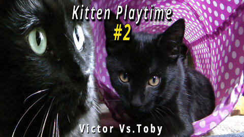 Kitten Playtime #2 Victor vs. Toby