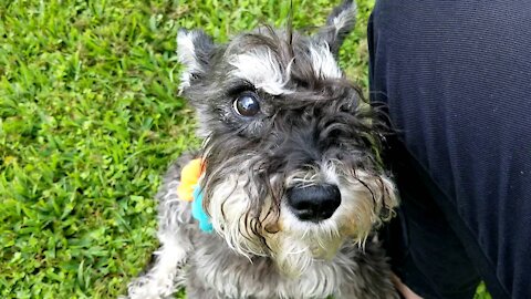 Miniature Schnauzer tells me she is happy