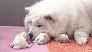 Newborn Samoyed Puppies