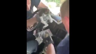 TFD crews rescue kitten stuck behind car dashboard