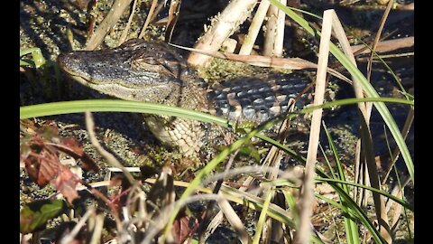 Florida Georgia Line GATORS, BIRDS, and a SNAKE!