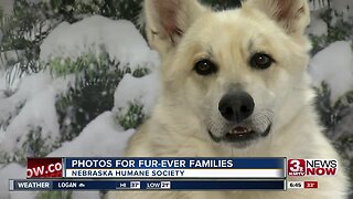 Courtney's Corner: Photos for Fur-Ever Families