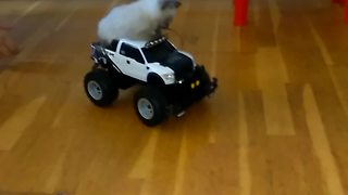 Kitten Goes For Joyride In Rc Car