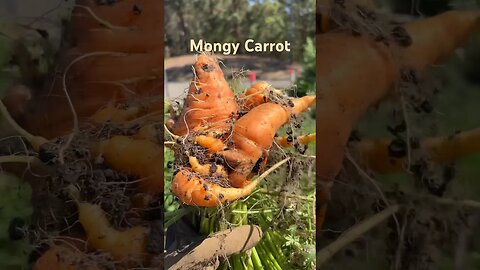Weirdest Carrot I have ever grown 🤯