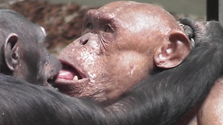 Hairless Chimpanzee Shares Emotional Moment With His Soulmate