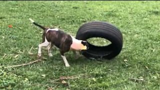 Dog tries to get used to his new toy... a tire!