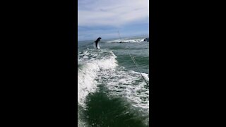 Dolphins jumping