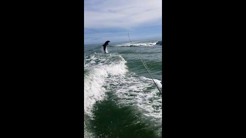 Dolphins jumping