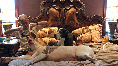 Funny Great Danes Argue in Bed With Their Dad