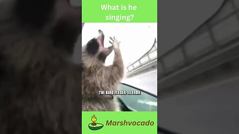 Cute raccoon singing #shorts #cute #raccoon #marshvocado #petsoftiktok #viral #trending #funny #fyp