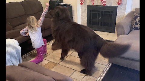 Little girl and Newfoundland play hide and seek