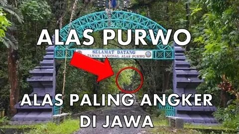 ALAS PURWO, Hutan Tertua di Pulau Jawa yang Diselimuti Misteri.