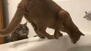 Gato empurra amigo para dentro da banheira