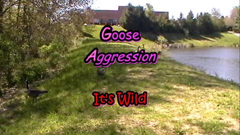 Goose Aggression
